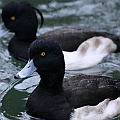 Tufted Duck. One of the most common duck species in winter Tokyo. Seen in almost every park with a good size pond. <br />Canon EOS 6D + EF400 F5.6